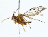  (Enicospilus abessyniensis - BIOUG85529-C04)  @11 [ ] CreativeCommons - Attribution (2022) CBG Photography Group Centre for Biodiversity Genomics