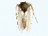  ( - BIOUG85534-C10)  @11 [ ] CreativeCommons - Attribution (2022) CBG Photography Group Centre for Biodiversity Genomics