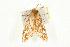  ( - MNBTT-2964)  @12 [ ] CC-0 (2010) Unspecified Unspecified