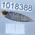  ( - 1018388)  @11 [ ] Levan Mumladze (2023) Levan Mumladze Ilia State University, Institute of Zoology