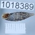  ( - 1018389)  @11 [ ] Levan Mumladze (2023) Levan Mumladze Ilia State University, Institute of Zoology