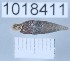  (Acrotomini - 1018411)  @11 [ ] Levan Mumladze (2023) Levan Mumladze Ilia State University, Institute of Zoology