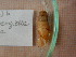  (Dautzenbergiella - 389_2013_b)  @11 [ ] CreativeCommons - Attribution Non-Commercial No Derivatives (2019) Anna Drozd University of Lodz, Faculty of Biology and Environmental Protection