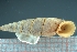  ( - INTEX_03)  @11 [ ] CreativeCommons - Attribution Share-Alike (2021) Unspecified University of Lodz, Dept of Invertebrate Zoology and Hydrobiology