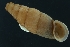 ( - MIR_005)  @11 [ ] CreativeCommons - Attribution Share-Alike (2021) Unspecified University of Lodz, Dept of Invertebrate Zoology and Hydrobiology