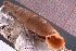 ( - VANB_004)  @11 [ ] CreativeCommons - Attribution Share-Alike (2021) Unspecified University of Lodz, Dept of Invertebrate Zoology and Hydrobiology