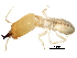  (Reticulitermes hesperus - CCDB-08664-D05)  @14 [ ] CreativeCommons - Attribution (2016) CBG Photography Group Centre for Biodiversity Genomics