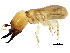 (Marginitermes hubbardi - CCDB-09490-F10)  @15 [ ] CreativeCommons - Attribution (2016) CBG Photography Group Centre for Biodiversity Genomics