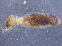  (NGLobTGM NSgueTGM - CCDB-09617-D02)  @11 [ ] CreativeCommons - Attribution (2015) CBG Photography Group Centre for Biodiversity Genomics