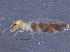  ( - CCDB-09617-D03)  @11 [ ] CreativeCommons - Attribution (2015) CBG Photography Group Centre for Biodiversity Genomics