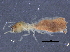  (NGLobTGM NStibTGM - CCDB-09617-D08)  @11 [ ] CreativeCommons - Attribution (2015) CBG Photography Group Centre for Biodiversity Genomics