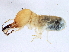  ( - CCDB-10348-A01)  @12 [ ] CreativeCommons - Attribution (2014) CBG Photography Group Centre for Biodiversity Genomics