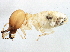  ( - CCDB-10348-E07)  @12 [ ] CreativeCommons - Attribution (2014) CBG Photography Group Centre for Biodiversity Genomics