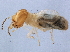  ( - CCDB-10348-F05)  @12 [ ] CreativeCommons - Attribution (2014) CBG Photography Group Centre for Biodiversity Genomics