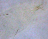  ( - TNAU106)  @11 [ ] CreativeCommons  Attribution Non-Commercial Share-Alike (2020) P Dyamanagouda Tamil Nadu Agriculture University