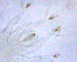  ( - TNAU106)  @11 [ ] CreativeCommons  Attribution Non-Commercial Share-Alike (2020) P Dyamanagouda Tamil Nadu Agriculture University