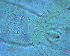  ( - TNAU106)  @11 [ ] CreativeCommons  Attribution Non-Commercial Share-Alike (2020) P Dyamanagouda Tamil Nadu Agriculture University