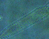  ( - TNAU106)  @11 [ ] CreativeCommons  Attribution Non-Commercial Share-Alike (2020) P Dyamanagouda Tamil Nadu Agriculture University