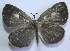  (Spalgis epius - TNAULY201400047)  @14 [ ] CreativeCommons - Attribution Non-Commercial Share-Alike (2014) Kiruthika, P Dept. of Entomology, TNAU