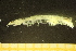  (Paranthura japonica - MBT_12_1)  @11 [ ] by-nc-nd (2025) Unspecified Notre Grand Bleu