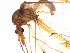  ( - K88477)  @11 [ ] CreativeCommons - Attribution Non-Commercial Share-Alike (2011) Ivor Growns University of New England