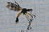  (Gynoplistia lowanna - T1422)  @11 [ ] CreativeCommons - Attribution Non-Commercial Share-Alike (2014) Zacariah Billingham Unspecified