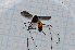  (Gynoplistia nigripennis - T1429)  @11 [ ] CreativeCommons - Attribution Non-Commercial Share-Alike (2014) Zacariah Billingham Unspecified