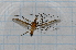  ( - T1569)  @12 [ ] CreativeCommons - Attribution Non-Commercial Share-Alike (2014) Zacariah Billingham Unspecified
