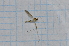  (Gonomyia kiandra - T1709)  @12 [ ] CreativeCommons - Attribution Non-Commercial Share-Alike (2014) Zacariah Billingham Unspecified