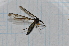  (Leptotarsus humilis - T2322)  @12 [ ] CreativeCommons - Attribution Non-Commercial Share-Alike (2014) Zacariah Billingham Unspecified