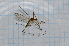  (Dicranomyia remota - T2323)  @11 [ ] CreativeCommons - Attribution Non-Commercial Share-Alike (2014) Zacariah Billingham Unspecified