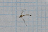  (Helius niveitarsis - T2328)  @13 [ ] CreativeCommons - Attribution Non-Commercial Share-Alike (2014) Zacariah Billingham Unspecified