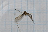  ( - T2669)  @12 [ ] CreativeCommons - Attribution Non-Commercial Share-Alike (2014) Zacariah Billingham Unspecified