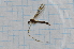  (Dicranomyia kowinka - T2680)  @11 [ ] CreativeCommons - Attribution Non-Commercial Share-Alike (2014) Zacariah Billingham Unspecified