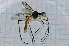  (Gynoplistia bimaculata - T2891)  @12 [ ] CreativeCommons - Attribution Non-Commercial Share-Alike (2014) Zacariah Billingham Unspecified