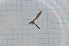  (Dicranomyia incisuralis - T2947)  @13 [ ] CreativeCommons - Attribution Non-Commercial Share-Alike (2014) Zacariah Billingham Unspecified