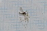  (Rhipidia pallidistigma - T3097)  @13 [ ] CreativeCommons - Attribution Non-Commercial Share-Alike (2014) Zacariah Billingham Unspecified