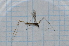  ( - T337)  @12 [ ] CreativeCommons - Attribution Non-Commercial Share-Alike (2014) Zacariah Billingham Unspecified