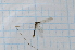  (Dicranomyia punctipennis - T3763)  @11 [ ] CreativeCommons - Attribution Non-Commercial Share-Alike (2014) Zacariah Billingham Unspecified