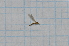  (Erioptera lucerna - T3769)  @13 [ ] CreativeCommons - Attribution Non-Commercial Share-Alike (2014) Zacariah Billingham Unspecified