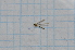  (Gonomyia wunda - T3833)  @11 [ ] CreativeCommons - Attribution Non-Commercial Share-Alike (2014) Zacariah Billingham Unspecified