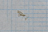  (Gonomyia perssoni - T3839)  @11 [ ] CreativeCommons - Attribution Non-Commercial Share-Alike (2014) Zacariah Billingham Unspecified
