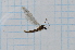  ( - T3899)  @11 [ ] CreativeCommons - Attribution Non-Commercial Share-Alike (2014) Zacariah Billingham Unspecified