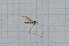  (Gonomyia brevivena - T4088)  @13 [ ] CreativeCommons - Attribution Non-Commercial Share-Alike (2014) Zacariah Billingham Unspecified