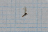  ( - T4147)  @12 [ ] CreativeCommons - Attribution Non-Commercial Share-Alike (2014) Zacariah Billingham Unspecified