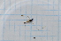  (Dicranomyia illingworthi - T4665)  @11 [ ] CreativeCommons - Attribution Non-Commercial Share-Alike (2014) Zacariah Billingham Unspecified