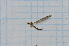  (Dicranomyia muta - T4895)  @11 [ ] CreativeCommons - Attribution Non-Commercial Share-Alike (2014) Zacariah Billingham Unspecified