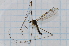 (Dicranomyia whitei - T5316)  @11 [ ] CreativeCommons - Attribution Non-Commercial Share-Alike (2014) Zacariah Billingham Unspecified