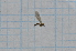  ( - T5499)  @11 [ ] CreativeCommons - Attribution Non-Commercial Share-Alike (2014) Zacariah Billingham Unspecified