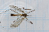 ( - T5637)  @11 [ ] CreativeCommons - Attribution Non-Commercial Share-Alike (2014) Zacariah Billingham Unspecified